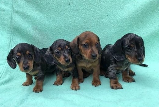 Kortharige teckel pups te koop - 1