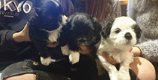 Shih Tzu-puppy's - 0 - Thumbnail