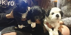 Shih Tzu-puppy's