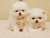 Pommeren / Pommeren puppy's - 100% puppy's - 0 - Thumbnail