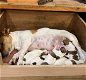 Jack Russell-puppy's - 0 - Thumbnail