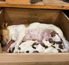 Jack Russell-puppy's