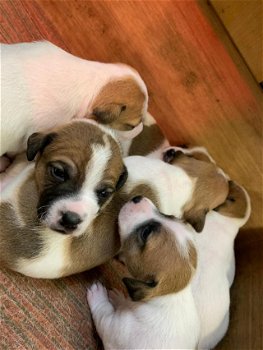 Jack Russell-puppy's - 1