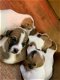 Jack Russell-puppy's - 1 - Thumbnail