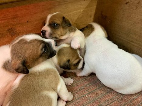 Jack Russell-puppy's - 2