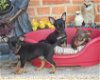 Dwergpinscher pups - 0 - Thumbnail