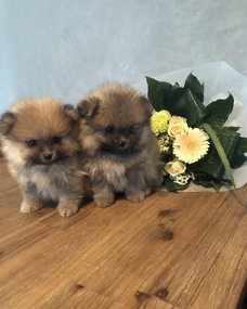 lieve puppy's van Pommeren op zoek naar een nieuw huis