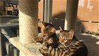 Verbluffende Bengaalse kittens: - 0 - Thumbnail