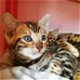 Verbluffende Bengaalse kittens: - 1 - Thumbnail