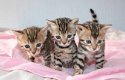 Verbluffende Bengaalse kittens: - 2 - Thumbnail