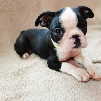 Mooie Boston Terrier pups te koop - 1