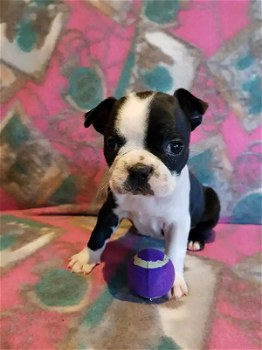 Mooie Boston Terrier pups te koop - 2