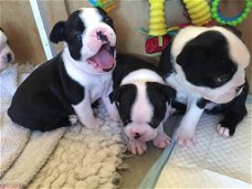 Mooie Boston Terrier-puppy's