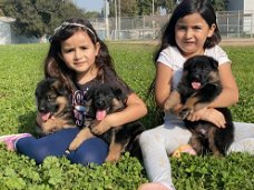 Duitse Herder pups met stamboom