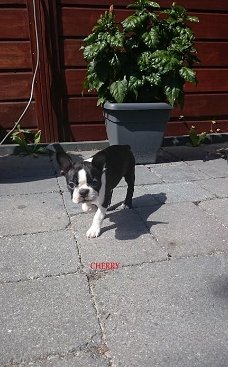 Boston Terrier Pups * Show Kwaliteit*