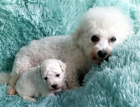 Prachtige Bichon frisé pups met stamboom - 0