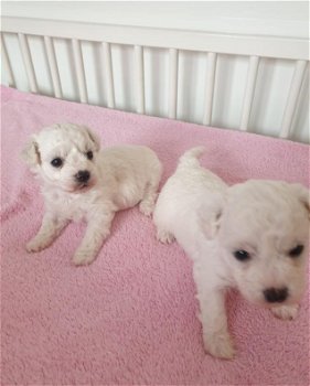 Prachtige Bichon frisé pups met stamboom - 1