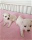 Prachtige Bichon frisé pups met stamboom - 1 - Thumbnail