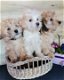 Bichon Frise Puppies - 0 - Thumbnail