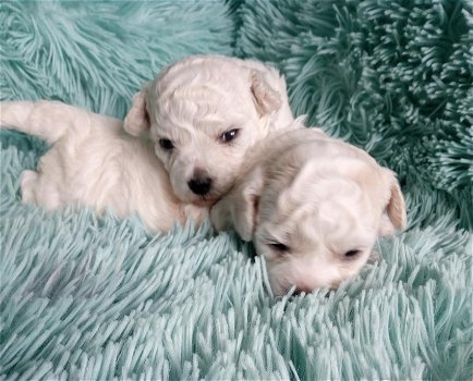 Bichon Frise pups - 0