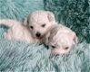 Bichon Frise pups - 0 - Thumbnail