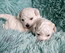 Bichon Frise pups