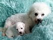 Bichon Frise pups - 2 - Thumbnail