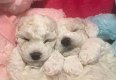 Bichon Frise pups - 1 - Thumbnail
