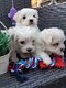 Mooie raszuivere Maltese puppy's mogen naar hun baasjes. - 0 - Thumbnail