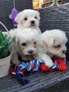 Mooie raszuivere Maltese puppy's mogen naar hun baasjes.