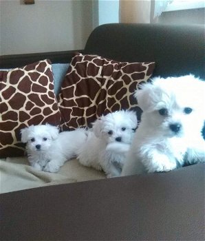 Mooie raszuivere Maltese pups - 0