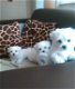 Mooie raszuivere Maltese pups - 0 - Thumbnail