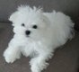 Mooie raszuivere Maltese pups - 2 - Thumbnail