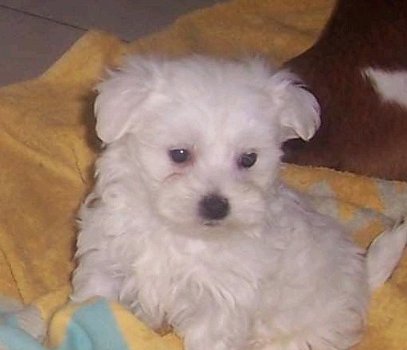 Mooie raszuivere Maltese pups - 3