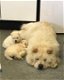 Chowchow-puppy's zijn prachtig behaard - 0 - Thumbnail