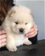 Chowchow-puppy's zijn prachtig behaard - 1 - Thumbnail