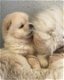 Chowchow-puppy's zijn prachtig behaard - 2 - Thumbnail