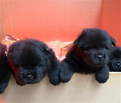 Black chow chow mannetjes te koop - 0