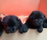 Black chow chow mannetjes te koop - 0 - Thumbnail