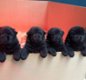 Black chow chow mannetjes te koop - 1 - Thumbnail