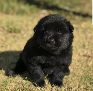 Black chow chow mannetjes te koop - 2