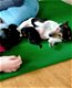 Mooie Jack Russell-puppy's - 0 - Thumbnail