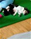 Mooie Jack Russell-puppy's - 1 - Thumbnail