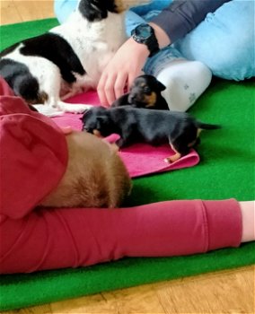 Mooie Jack Russell-puppy's - 2