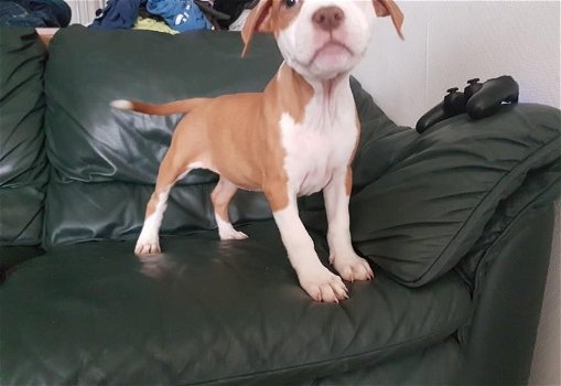 Super mooie pitbull pups - 1