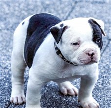 American Bully puppies zakken