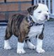 American Bully puppies zakken - 1 - Thumbnail