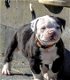 American Bully puppies zakken - 0 - Thumbnail