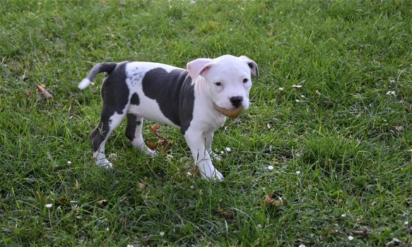 American bully (pocket) pups - 0