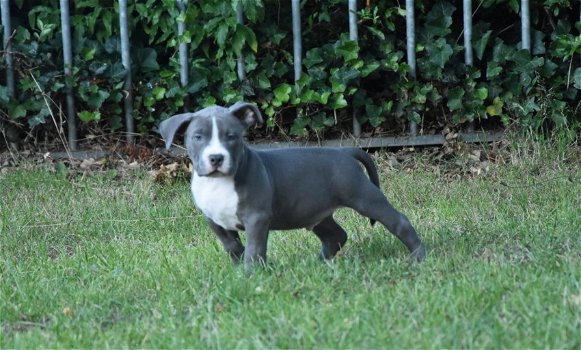 American bully (pocket) pups - 1